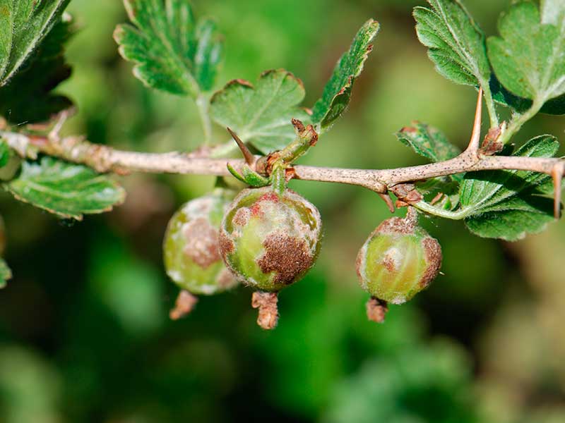 Mengapa gooseberries reput di semak dan apa yang perlu dilakukan mengenainya