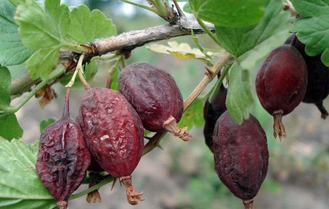 Perché l'uva spina marcisce sul cespuglio e cosa fare al riguardo