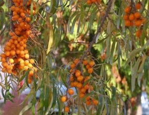 Cómo y con qué alimentar al espino amarillo en verano: una guía para jardineros novatos