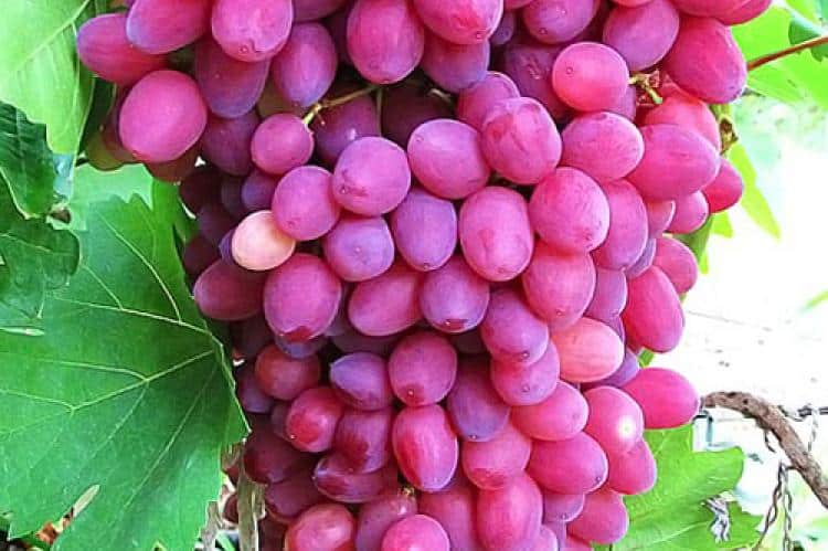 Description and characteristics of raisin grape varieties