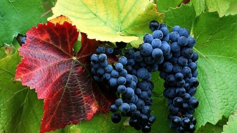 Descrição e características das variedades de uvas passas