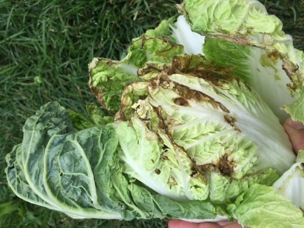 Lahana hastalıkları: fotoğraflarla açıklama, tedavi ve korunma yöntemleri