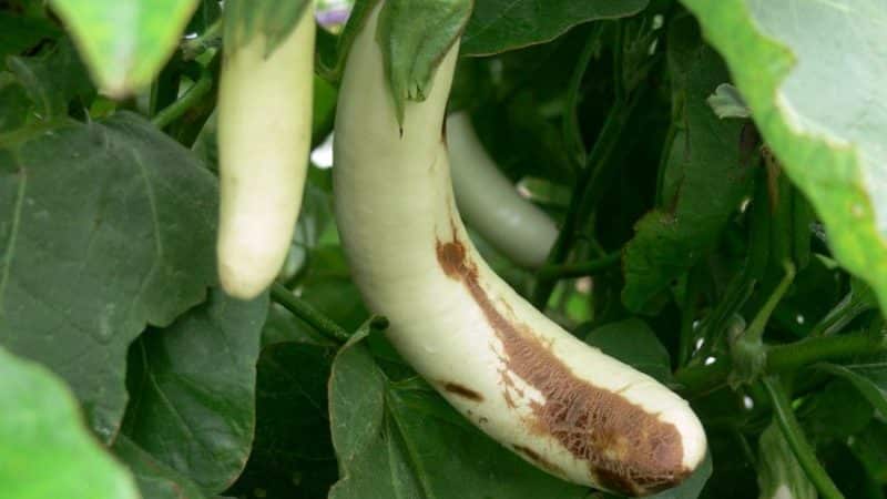 De bästa sätten att behandla auberginesjukdomar: foton och beskrivningar