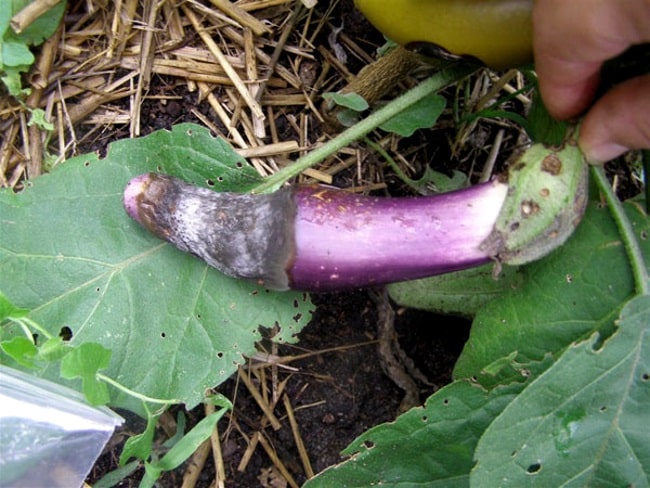 De beste manieren om aubergineziekten te behandelen: foto's en beschrijvingen