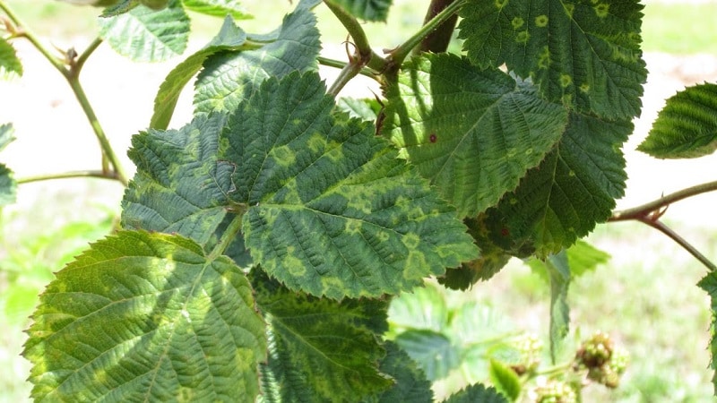 Warum ist Mosaik auf Johannisbeeren gefährlich und wie kann man es loswerden?