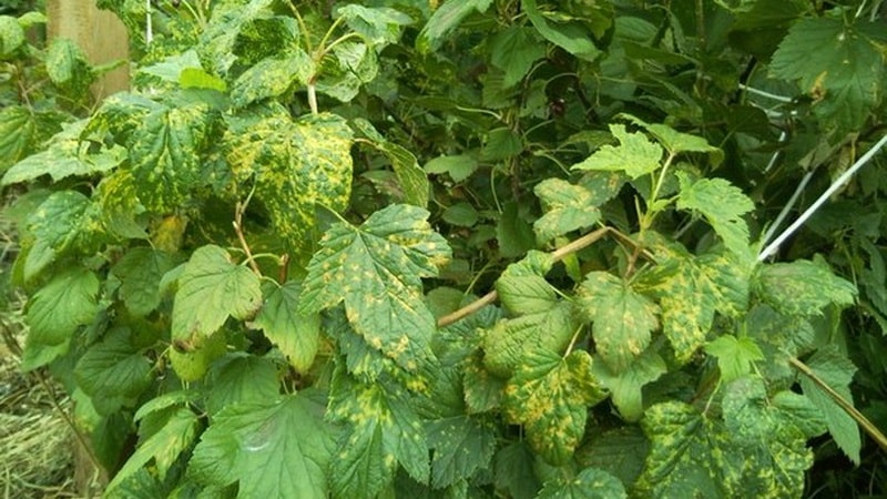 Warum ist Mosaik auf Johannisbeeren gefährlich und wie kann man es loswerden?