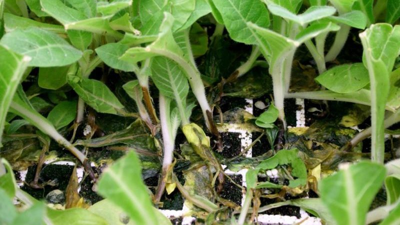 De bästa sätten att behandla auberginesjukdomar: foton och beskrivningar