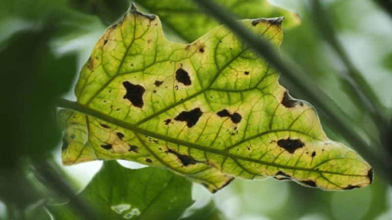 De bästa sätten att behandla auberginesjukdomar: foton och beskrivningar