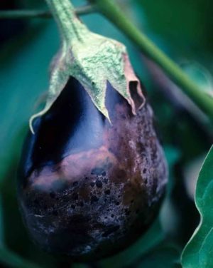 De beste manieren om aubergineziekten te behandelen: foto's en beschrijvingen