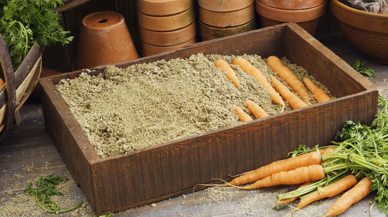 Moment optimal pour la récolte des carottes dans l'Oural