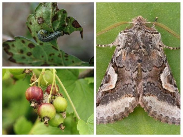 Wie man mit Stachelbeermotten während der Fruchtreife und anderen Zeiten umgeht