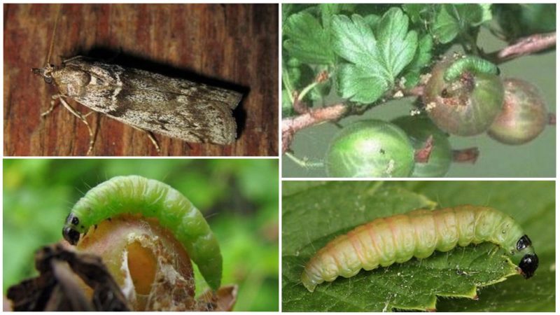 Cómo lidiar con la polilla de la grosella durante la maduración de la fruta y otros períodos.