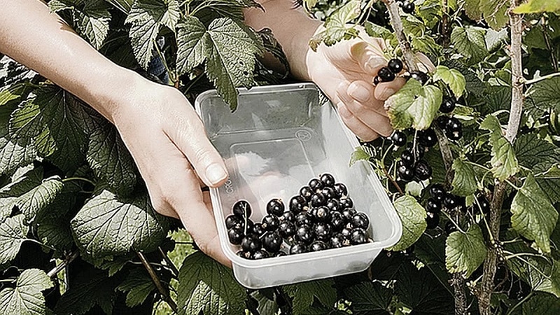 Come e quando raccogliere correttamente il ribes nero