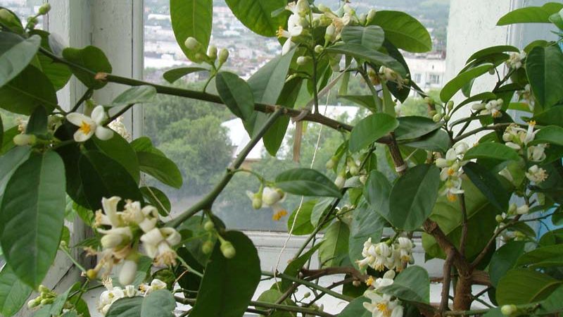 Hvordan og når blomstrer sitron hjemme?