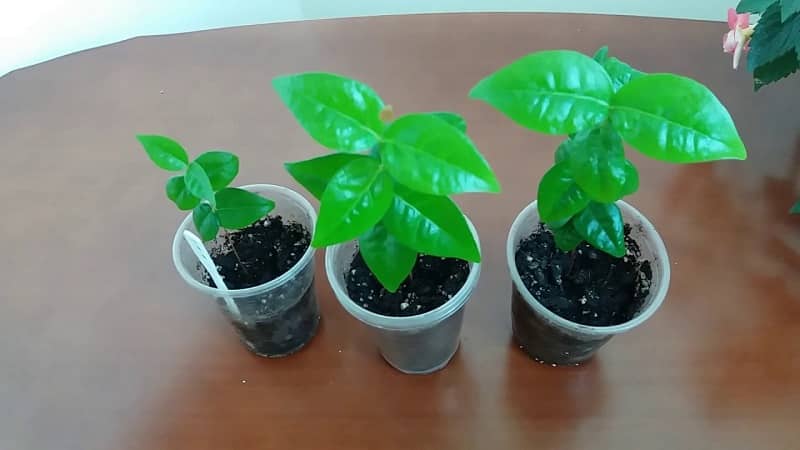 Como cultivar cerejas a partir de sementes em casa