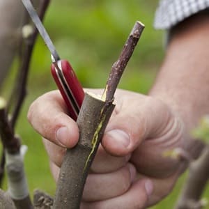 How to grow cherries from seeds at home