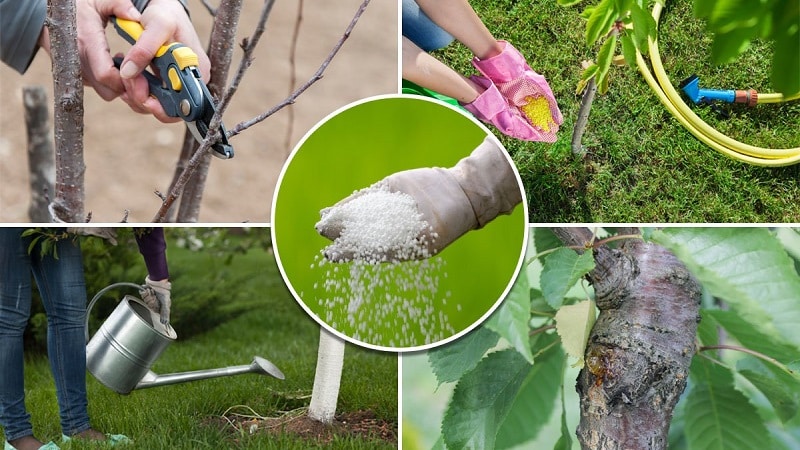 Com cultivar cireres a partir de llavors a casa