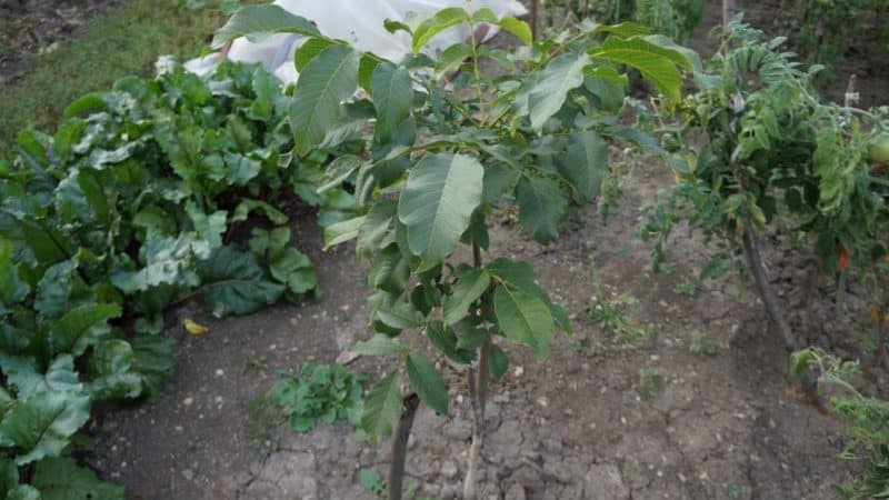 Cómo cultivar nueces correctamente en casa.