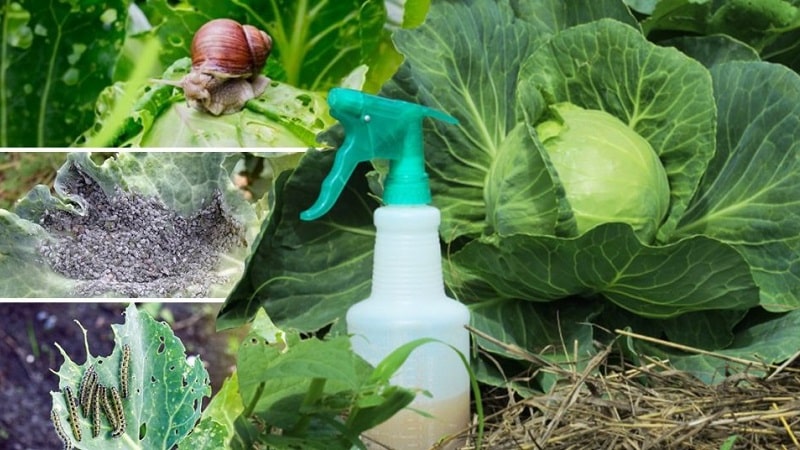 How to properly use cabbage vinegar against pests and how effective this remedy is