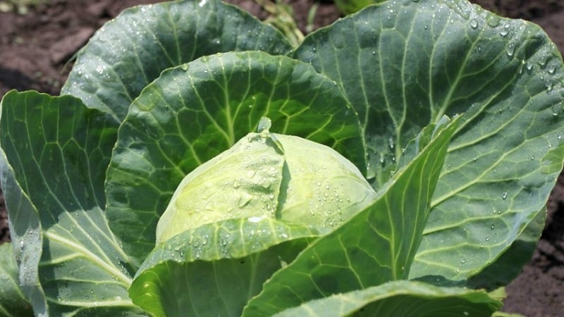 How to properly use cabbage vinegar against pests and how effective this remedy is