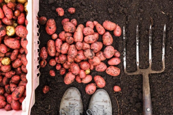 Varför är höggafflar bra för att gräva potatis och hur man gör den själv