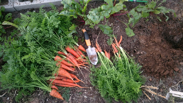 Moment optimal pour la récolte des carottes dans l'Oural