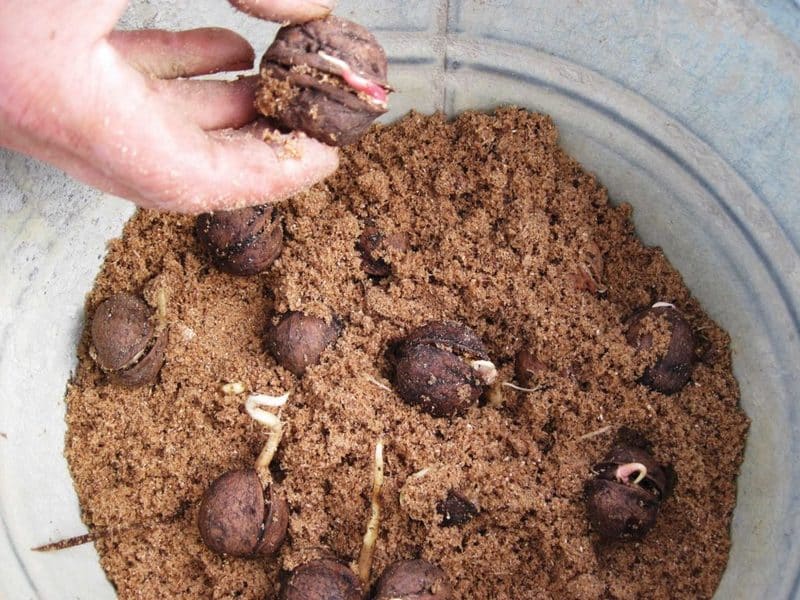 Cómo cultivar nueces correctamente en casa.