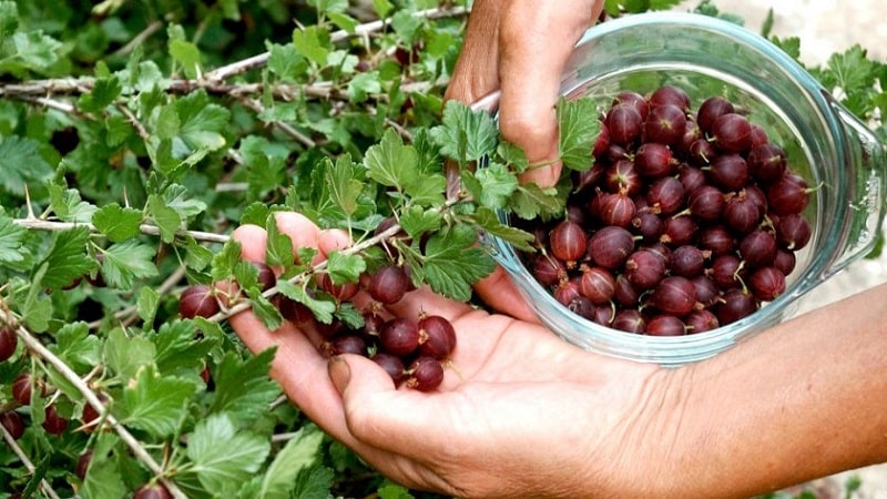 Life hacks from experienced gardeners: how to pick gooseberries without getting pricked