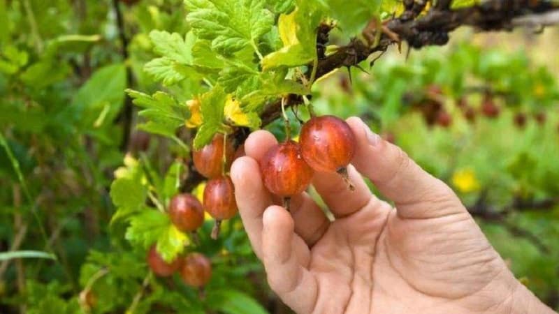 Lifehacks van ervaren tuiniers: kruisbessen plukken zonder geprikt te worden