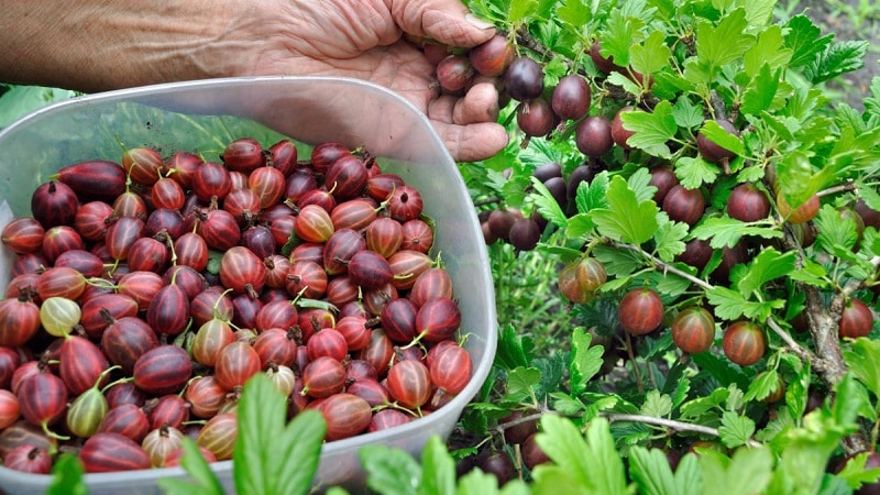 Schritt-für-Schritt-Anleitung zum Trocknen von Stachelbeeren in einem elektrischen Trockner sowie zur Lagerung und Verwendung von fertigen Beeren