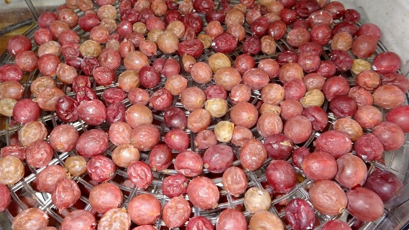 Step-by-step instructions on how to dry gooseberries in an electric dryer and how to store and use ready-made berries