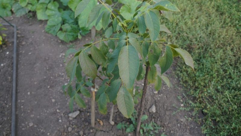 Cómo cultivar nueces correctamente en casa.