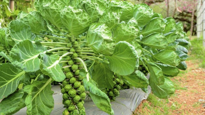 When and how to harvest Brussels sprouts