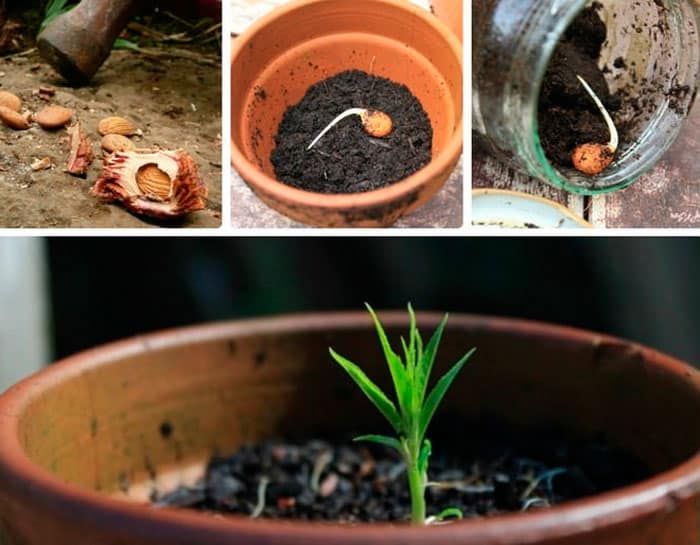 Cómo cultivar albaricoques a partir de semillas en casa y en el campo.