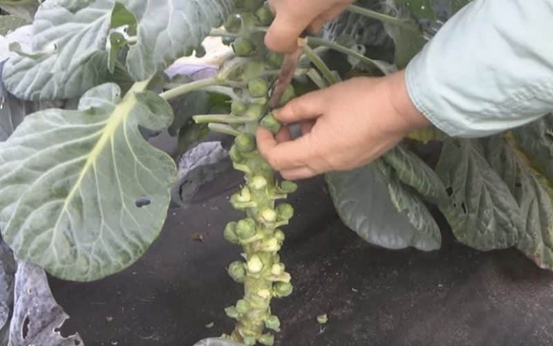 When and how to harvest Brussels sprouts