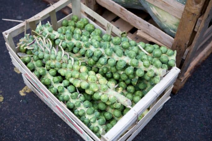 When and how to harvest Brussels sprouts