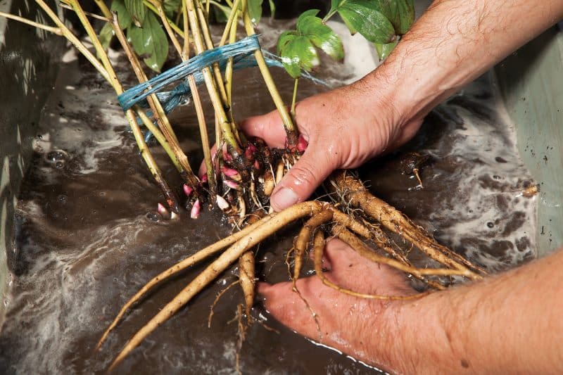 És possible replantar peònies a l'agost o és millor al setembre?