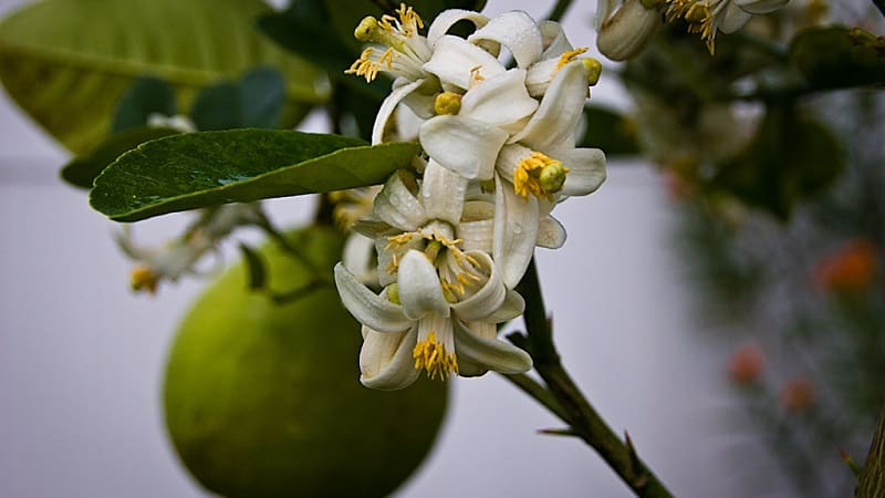 Quando o limão começa a dar frutos em casa?