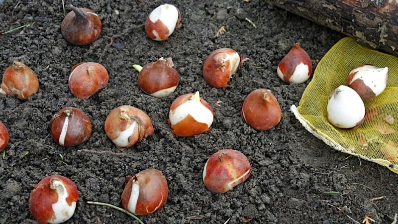 Wanneer tulpen planten in de herfst in de volle grond?