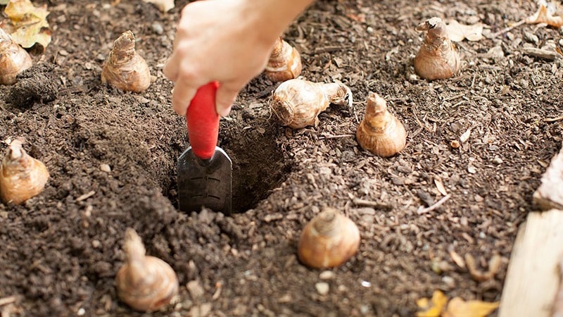 Wanneer tulpen planten in de herfst in de volle grond?