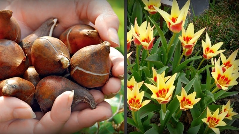 Khi nào nên trồng hoa tulip vào mùa thu trên bãi đất trống