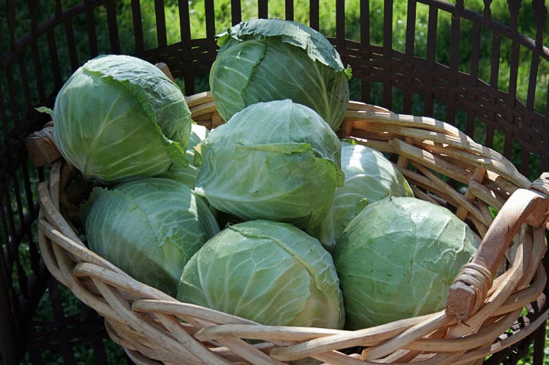 Wann und wie man Kohl aus dem Garten entfernt