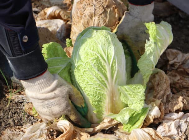 Harvesting in a timely manner: when to harvest Chinese cabbage from the garden and what determines the harvest time