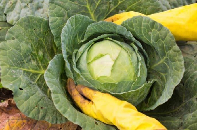 Consejos sobre dónde colocar las hojas de repollo después de cosechar el repollo y cómo pueden ser útiles para el jardín.