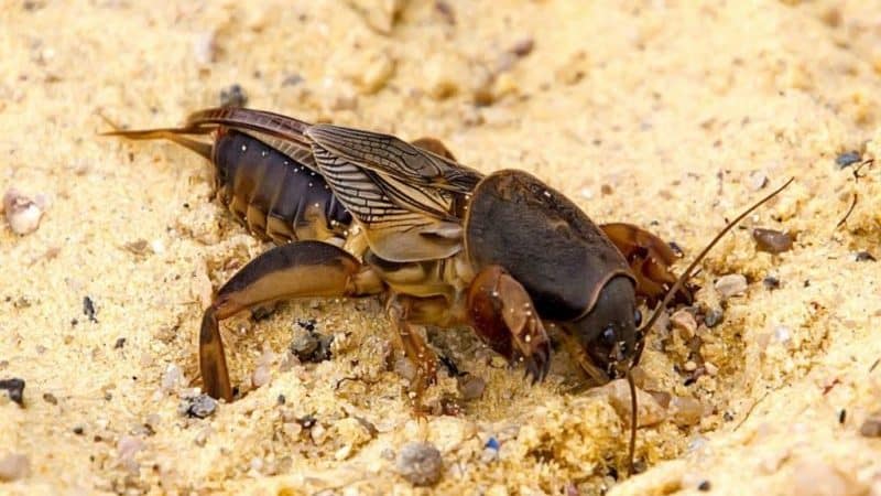 Die besten Möglichkeiten zur Behandlung von Auberginenkrankheiten: Fotos und Beschreibungen