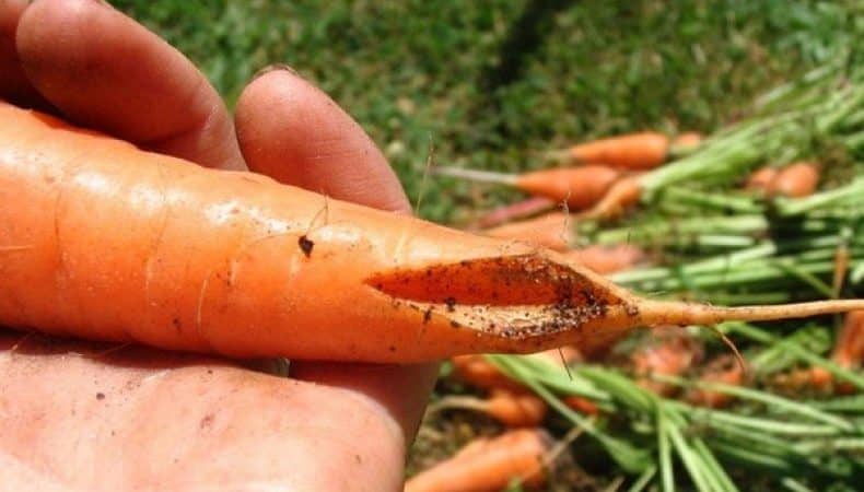 Que faire si les carottes éclatent et se fissurent dans le jardin, et pourquoi cela se produit