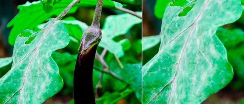 De bästa sätten att behandla auberginesjukdomar: foton och beskrivningar