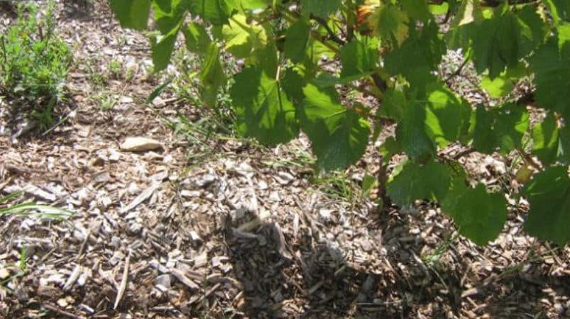 Características de la poda de uvas Isabella en otoño.