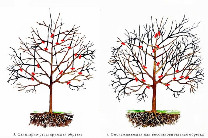 Com cultivar albercocs a partir de llavors a casa i al país