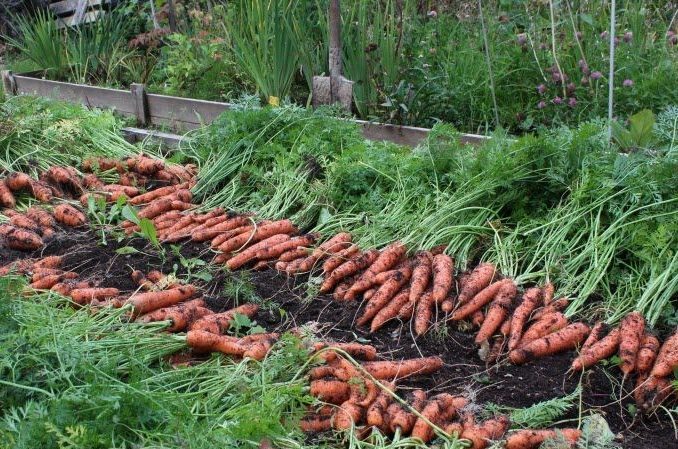 Moment optimal pour la récolte des carottes dans l'Oural